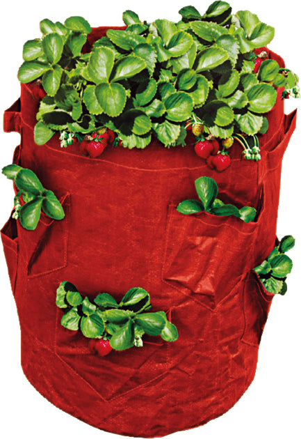 Strawberry Grow Bag - 43L