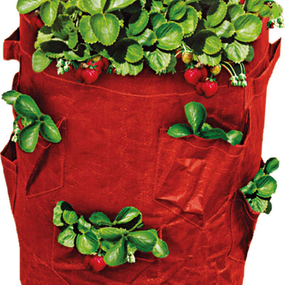 Strawberry Grow Bag - 43L